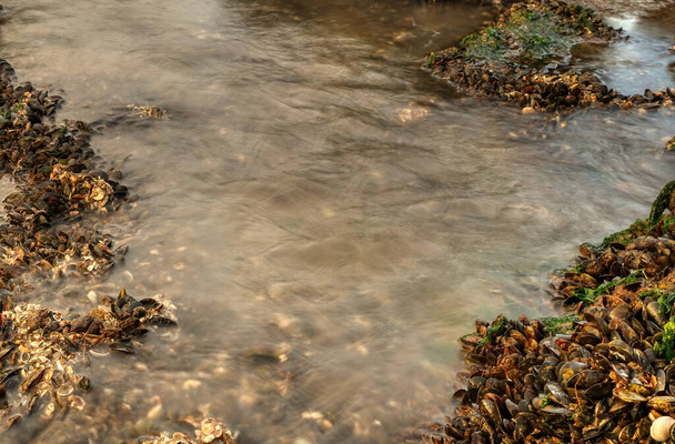 Horní pohled na mušle a vodu mezi kameny s mechem na pláži. - Fotografie, Obrázek