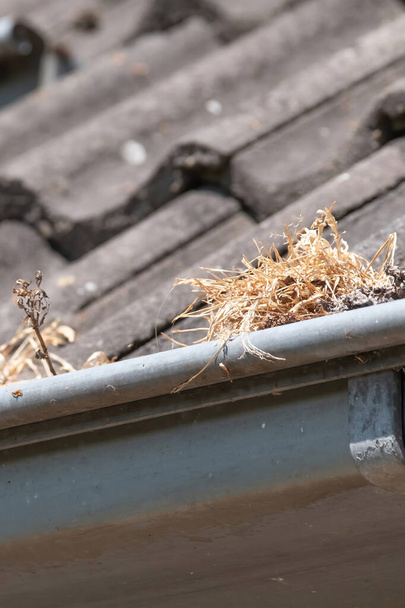 Gutter is full of grass and leaves, poor maintenance. Gutter should be cleaned by a plumber. - Photo, Image