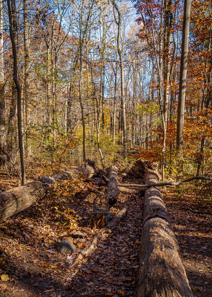 Golden fall in South Mountain Reservation in New Jersey, USA - 写真・画像