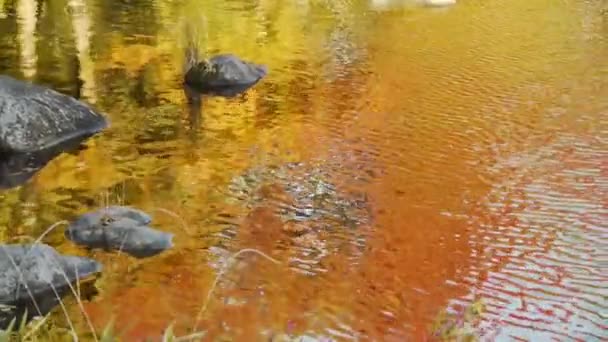 日本のカエデが秋の池の反射 - 映像、動画