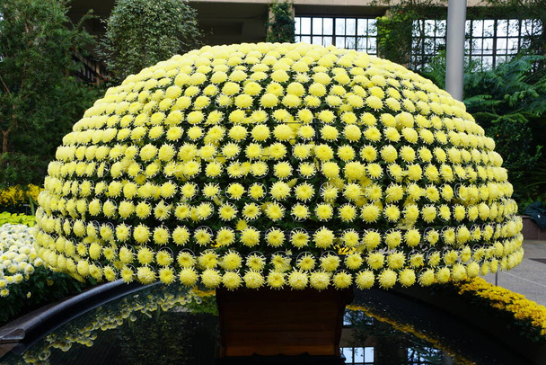 Тысячи желтых цветов хризантемы расположены в форме навеса - Фото, изображение