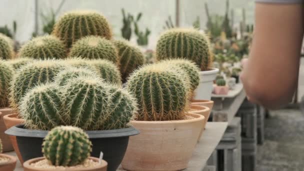 Giovane giardiniere asiatico in grembiule grigio che cammina e trova cactus selezionati in pianta d'appartamento al rallentatore VDO - Filmati, video