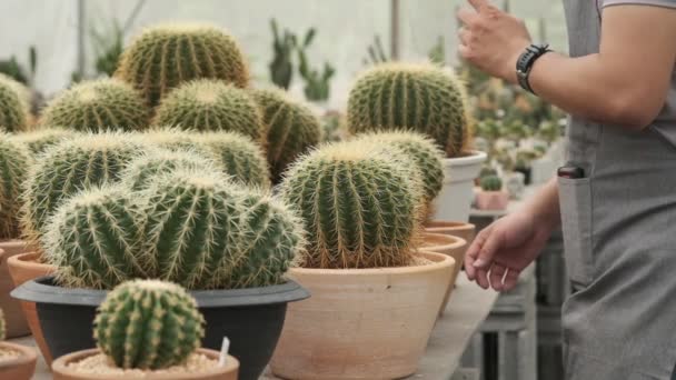 Giovane giardiniere asiatico in grembiule grigio che conta e raccoglie vaso di cactus selezionato dallo scaffale in pianta d'appartamento al rallentatore VDO - Filmati, video