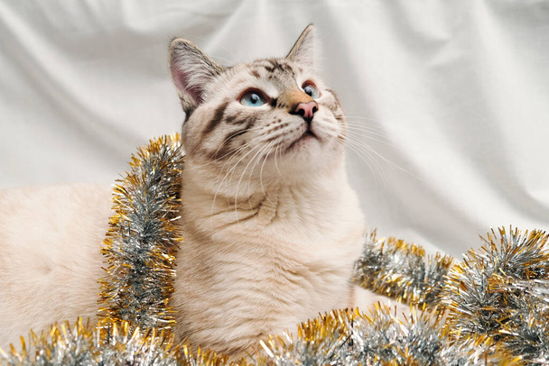 cute cat playing with festive christmas tinsel - Photo, Image