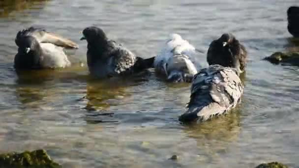 I piccioni si bagnano in acqua. Gli uccelli urbani si lavano in gruppi e si puliscono le piume. Una calda giornata autunnale soleggiata. Uno stormo di piccioni si fa un bagno d'acqua. - Filmati, video