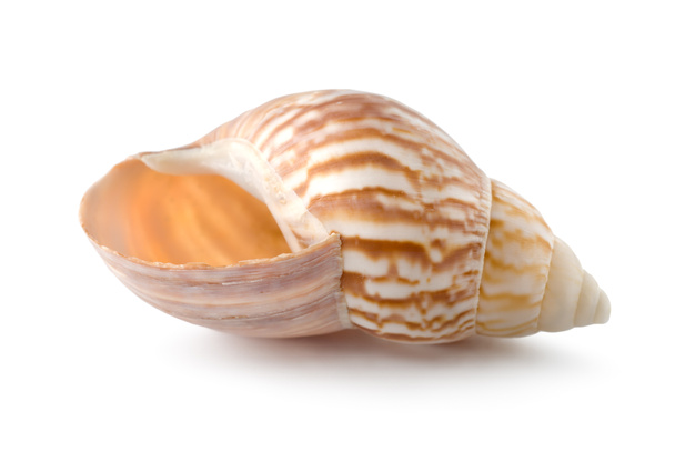 Sea shell - Fotografie, Obrázek