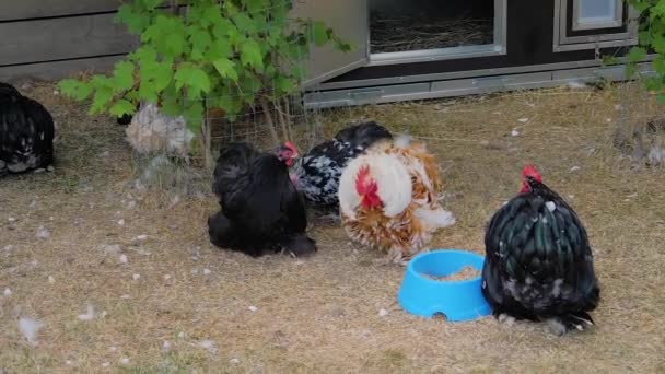 Csirkék túlzott tollazattal járkálnak a füvön a gazdaságban - lassított felvétel - Felvétel, videó