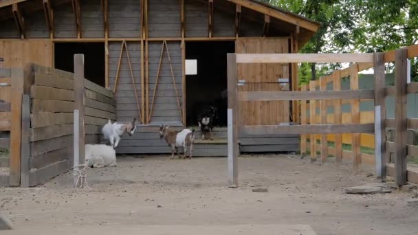 Pequenos chifres de corte de cabras e cabras adultas na paddock da fazenda: câmera lenta - Filmagem, Vídeo
