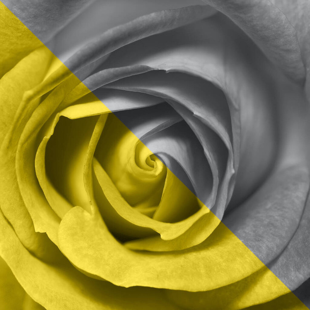 Toned in Illuminating Yellow and Ultimate Grey rose flower head close up. Vue de dessus, mise au point. Couleurs tendances de l'année 2021 - Photo, image