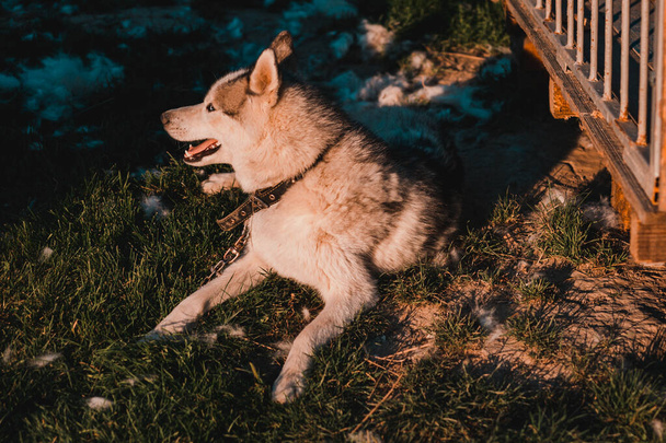 Хаски сбрасывает волосы, расчесывается и счастливая собака отдыхает на улице. Сибирский Хаски лежит возле своего вольера, прикованного к воротнику 2021 года.. - Фото, изображение