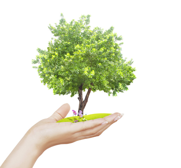Pequeño árbol, planta en mano
  - Foto, imagen