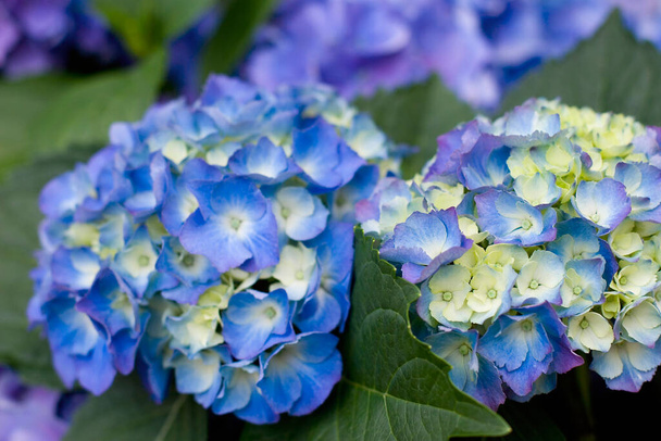 Renkli bir ortanca çiçeği Bir yaz günü - Fotoğraf, Görsel