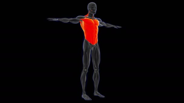 3D Illustration, Muscle is a soft tissue, Muscle cells contain proteins , producing a contraction that changes both the length and the shape of the cell. Muscles function to produce force and motion. - Footage, Video