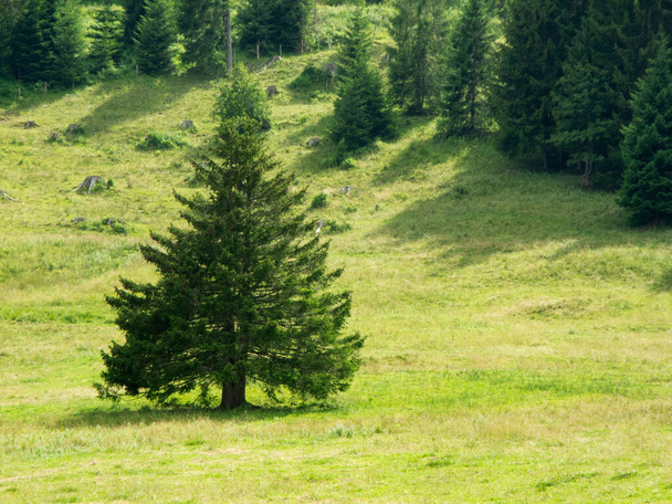 Abeto de pie en un claro montañoso en verano en Baviera. - Foto, Imagen