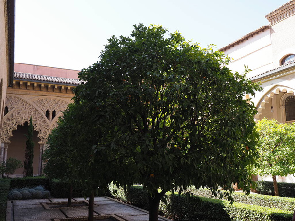 Claustro y árbol en el patio del palacio en la ciudad de Zaragoza en España - Foto, imagen