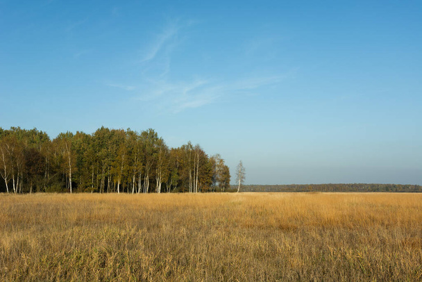 Dry grasses in the meadow, forest and blue sky - Fotografie, Obrázek