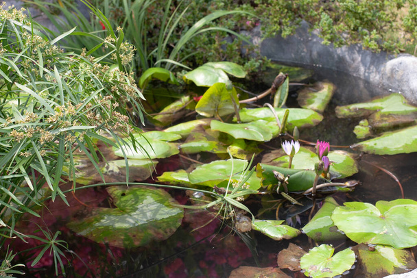 11 marzec 2006 Kwiaty lotosu, klocki lilii wodnej w stawie - Zdjęcie, obraz
