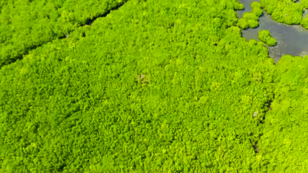 Groene mangroven. Bohol, Filipijnen. - Video