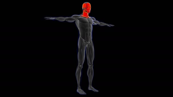Ilustração 3D, músculo é um tecido mole, células musculares contêm proteínas, produzindo uma contração que muda tanto o comprimento ea forma da célula. Os músculos funcionam para produzir força e movimento. - Filmagem, Vídeo