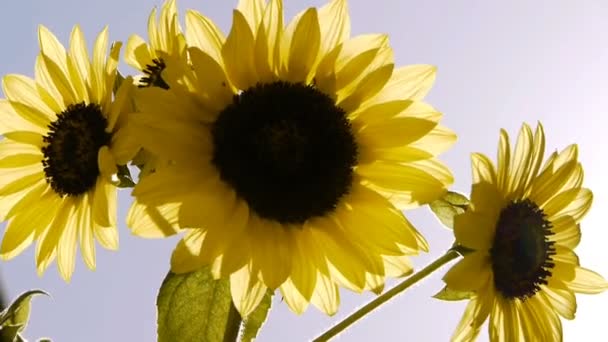 Sonnenblume und klarer Himmel - Filmmaterial, Video