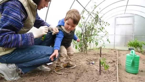 Παιδί με μητρικούς σπόρους φυτών στο θερμοκήπιο. Υψηλής ποιότητας βίντεο - Πλάνα, βίντεο