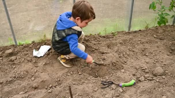 Il bambino sta scavando nella serra nella serra - Filmati, video