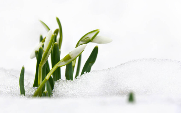Wiosenne białe krople śniegu (Galanthus nivalis) w śniegu w lesie z miejscem na tekst - Zdjęcie, obraz