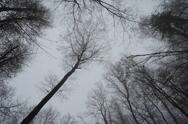 Landscape of spooky winter forest covered by mist - Foto, imagen