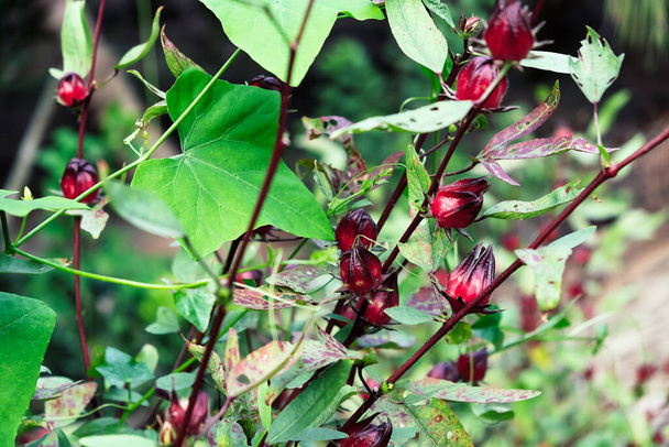 Image of Roselle plants in garden.  - Photo, Image
