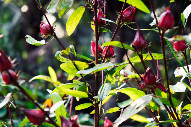 Image of Roselle plants in garden.  - Photo, Image