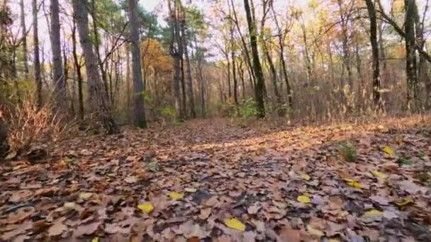 gyalogösvény az erdőben késő ősszel. szabadtéri séták. - Felvétel, videó