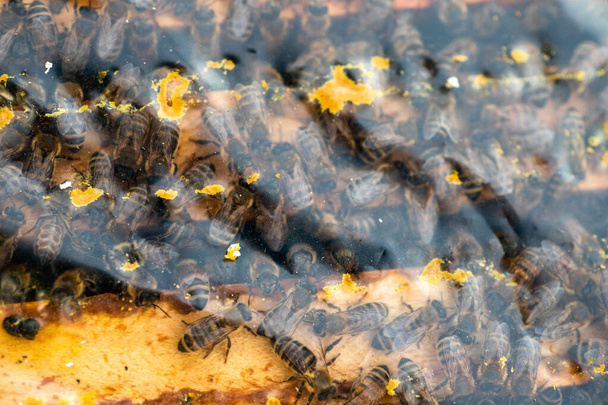 Mehiläisperheiden tarkastus mehiläistarhassa keväällä kylmällä säällä. Mehiläisiä filmin alla, kehystettynä pesässä. Mehiläishoidon käsite. - Valokuva, kuva