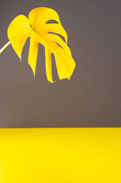 流行の灰色黄色の背景にモンステラの黄色の葉 - 写真・画像