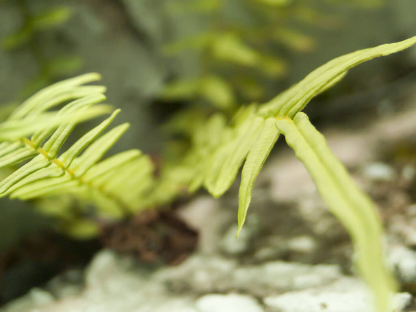 "Planta tropical pic um, folha verde modelagem fundo, arte bokeh embaçado" - Foto, Imagem