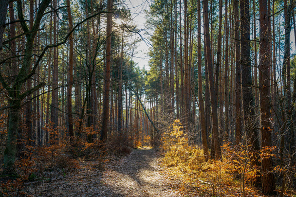 Path leading through a colourful autumn forest with yellow glowing foliage - Фото, изображение