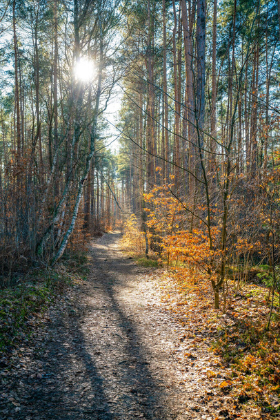 Weg durch einen farbenfrohen Herbstwald mit gelb leuchtendem Laub - Foto, Bild