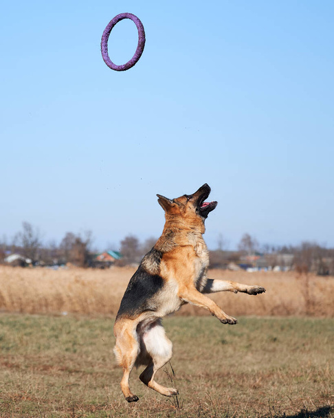 Német juhász fekete és piros színű készül ugrani, és elkapni kék játék gyűrű húzó. Aktív játékok és sport kutya a természetben a friss levegőn. Bájos gyönyörű telivér kutya sport egyenruhában. - Fotó, kép