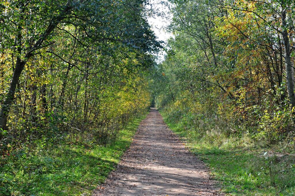 Вузька піщана гравійна дорога в осінньому парковому лісі. Жовті зелені дерева
 - Фото, зображення