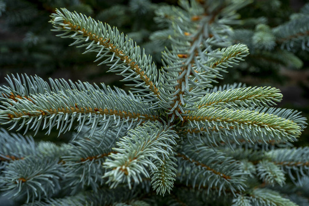 Blue fir tree branch. Winter mood, dark background.  - Photo, Image