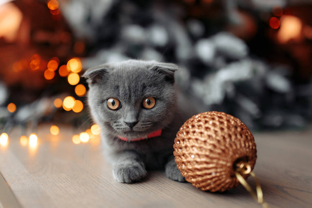 Adorable little scotish cat sitting on the floor in front of Christmas tree at home. - Foto, Bild