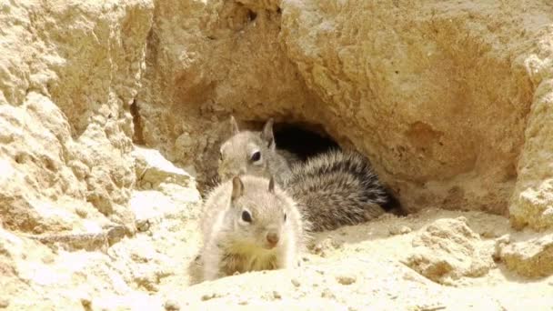 Écureuils câlins
 - Séquence, vidéo