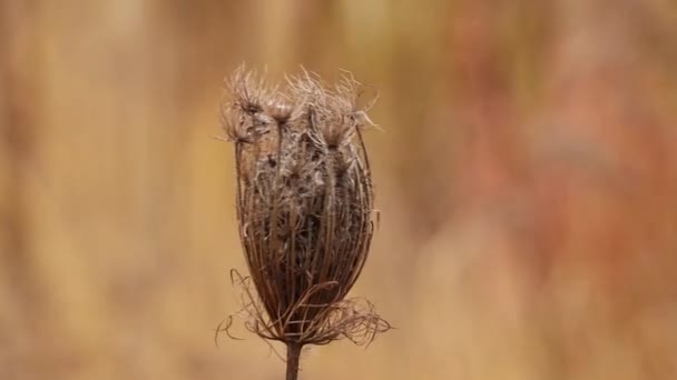 Daucus droog gras in een veld in de wind in de herfst close-up - Video