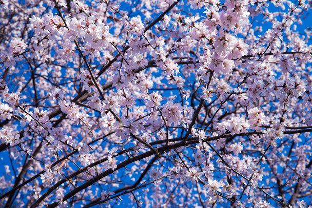 Cherry blossom - Photo, Image