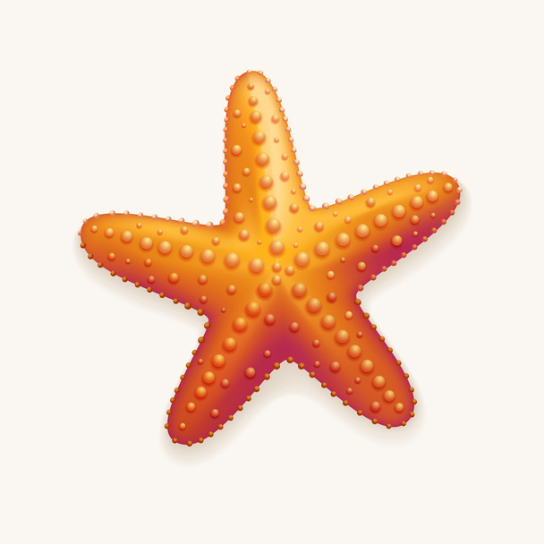 estrella de mar - Vector, Imagen
