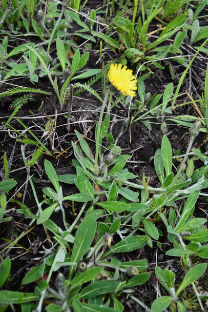 Лікарська рослина jastrebinka fibrous (Hieracium pilosella). Яскраво-жовті квіти, освітлені сонцем. Листя сильно присипані до землі
. - Фото, зображення
