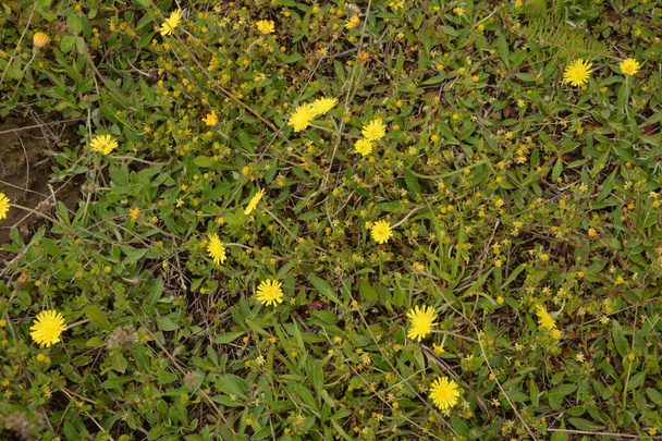 Planta medicinal jastrebinka fibrosa (Hieracium pilosella). Flores de color amarillo brillante iluminadas por el sol. Hojas fuertemente presionadas al suelo. - Foto, Imagen