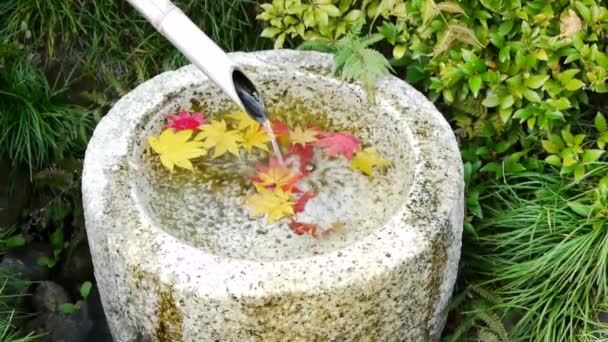 japoński klon liści w fontannie - Materiał filmowy, wideo
