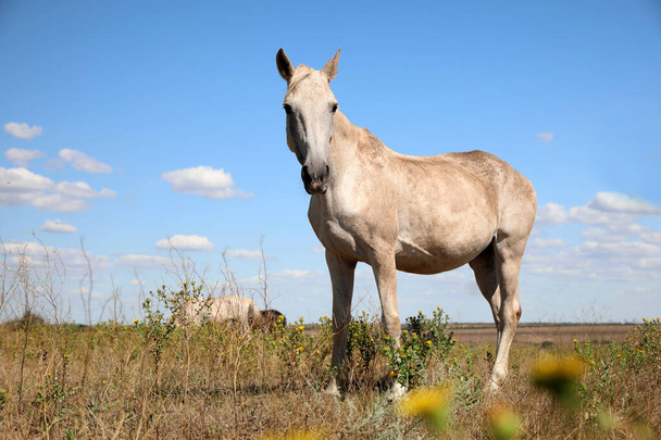 Grey horse outdoors on sunny day. Beautiful pet - Fotografie, Obrázek