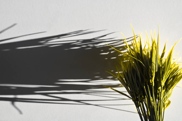 Hierba amarilla con sombras sobre un fondo gris. presentación de colores de moda 2021. Foto de alta calidad - Foto, imagen