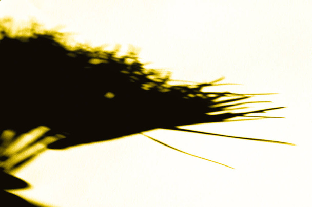 Fora de foco grama amarela com sombras. Foto de alta qualidade - Foto, Imagem